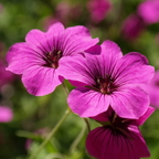 Geranium used for hormonal skin problems 