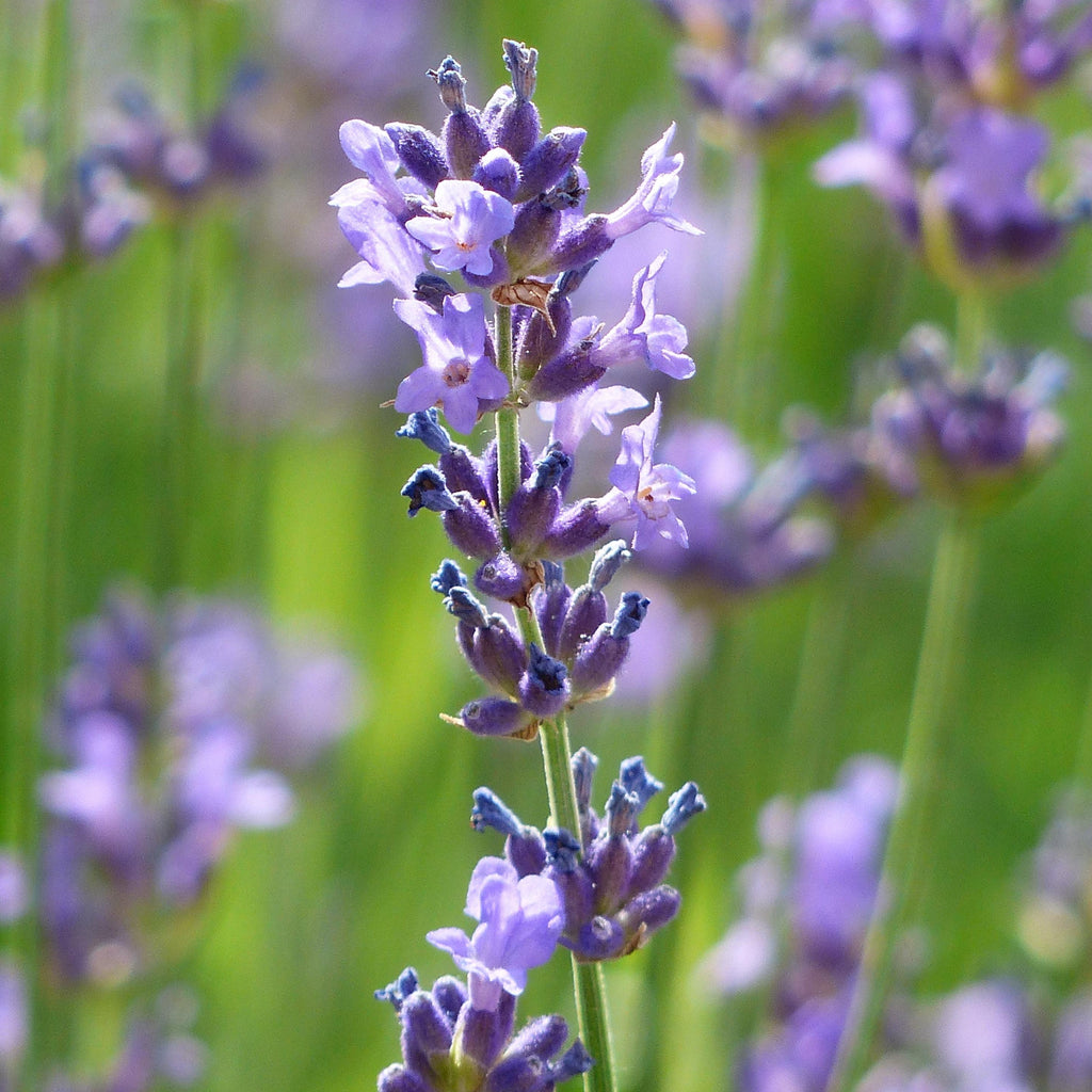Lavender Facial Oil, Sensitive Skin Moisturiser, Lavender Face Oil, Natural, Organic, Green Beauty