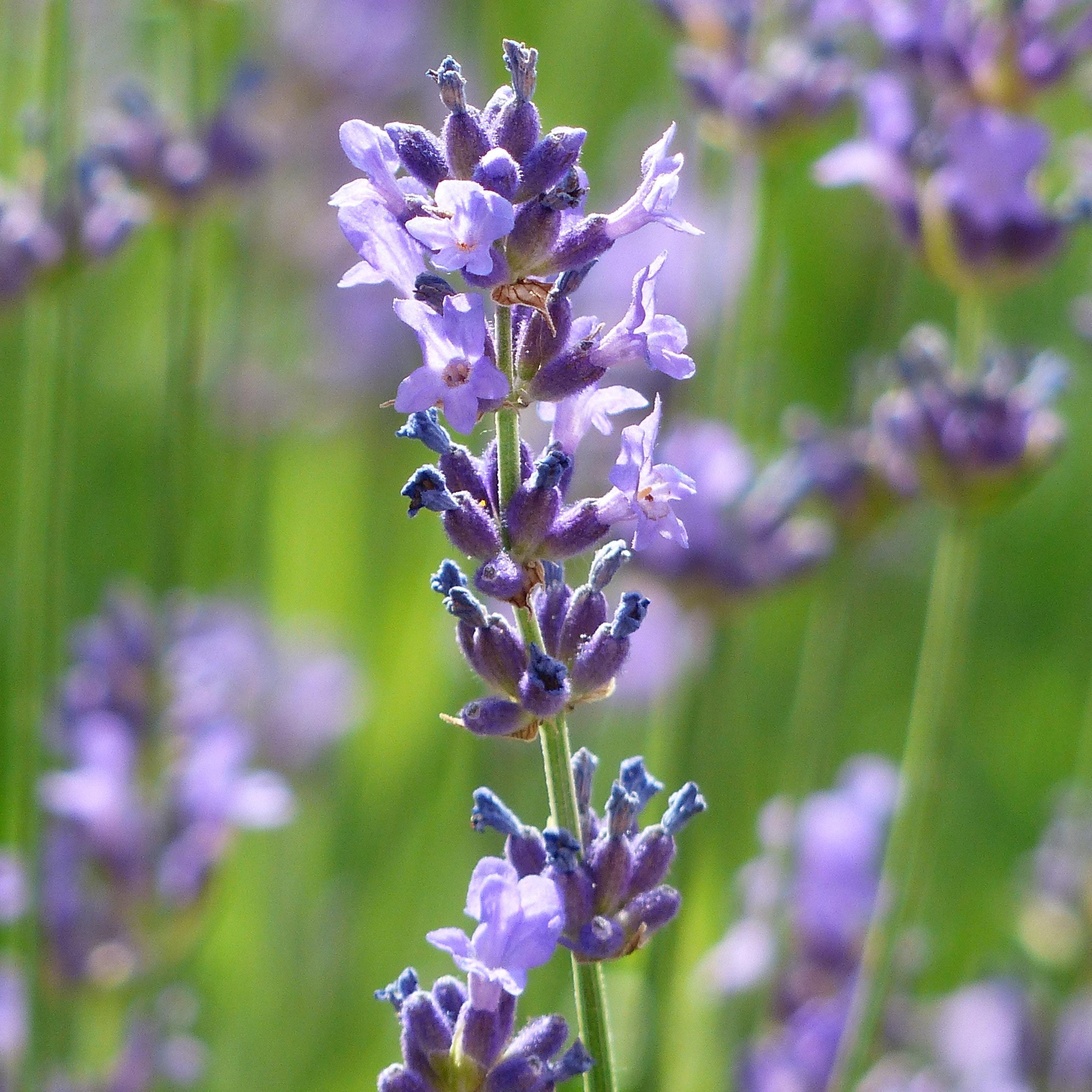 Lavender Facial Oil, Sensitive Skin Moisturiser, Lavender Face Oil, Natural, Organic, Green Beauty
