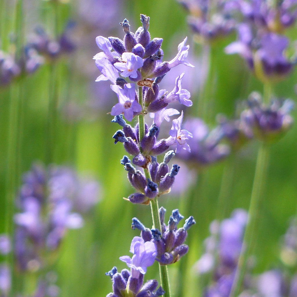 Lavender Body Oil, Sensitive Skin Moisturiser, Natural, Organic, Green Beauty